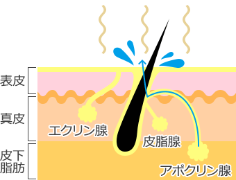 ワキガ に なる 急 に